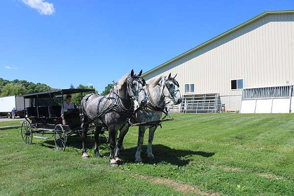 love-percheron-horse