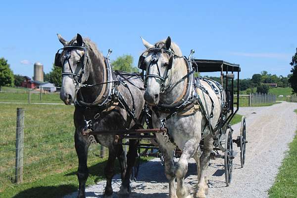 attention-percheron-horse