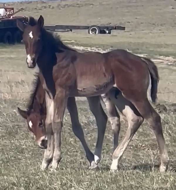 all-around-quarter-horse