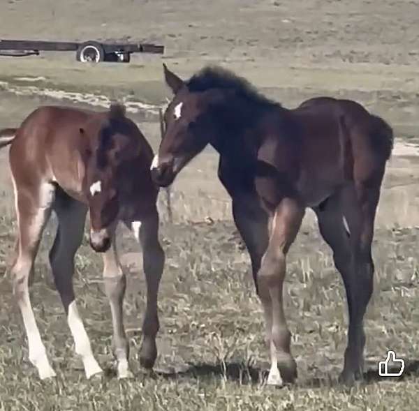athletic-quarter-horse