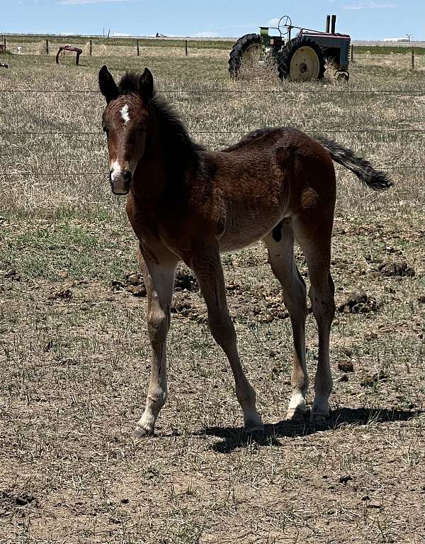reined-cow-quarter-horse