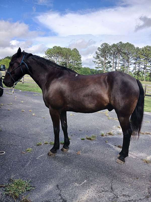 15-hand-morgan-gelding