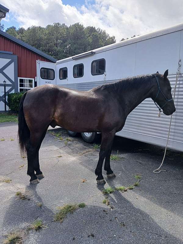 15-hand-morgan-horse