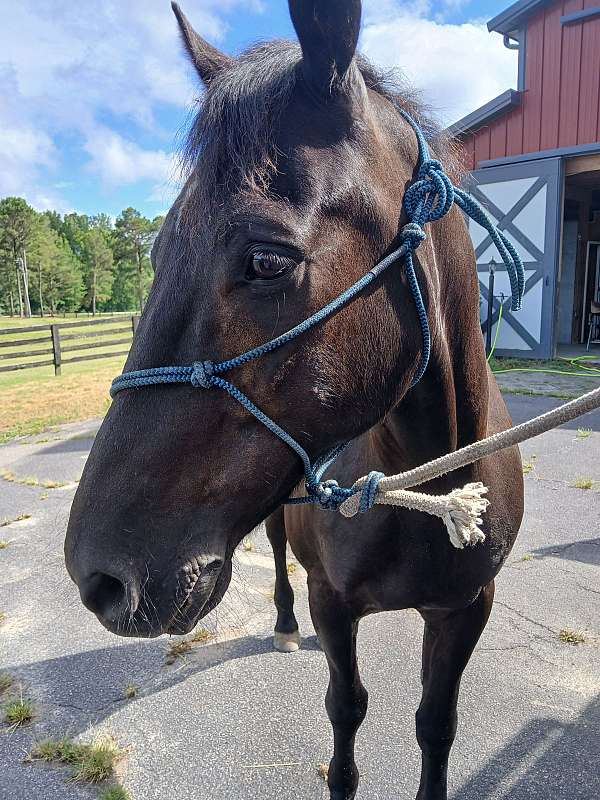 15-hand-gelding