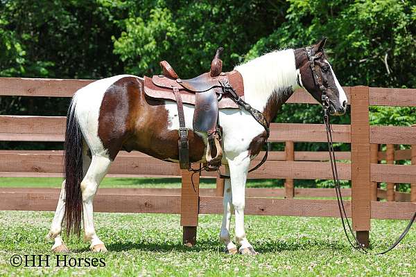 all-around-paint-horse