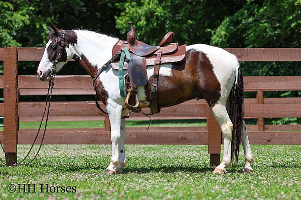 athletic-paint-horse