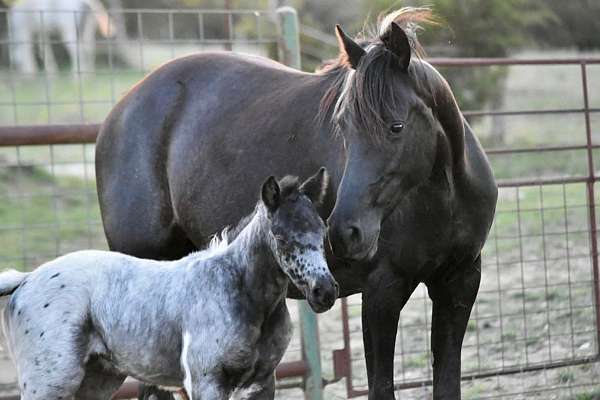 fox-trotter-walkaloosa-horse