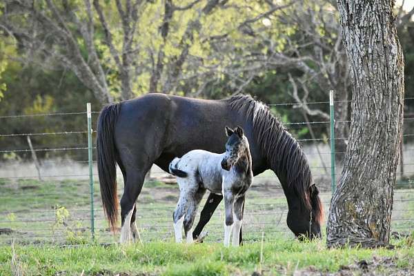 ranch-horse-walkaloosa