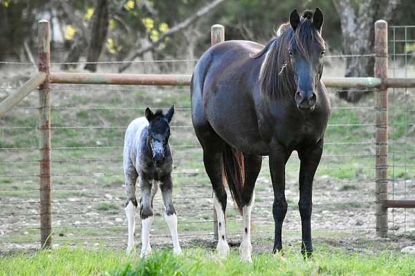 pleasure-horse-walkaloosa