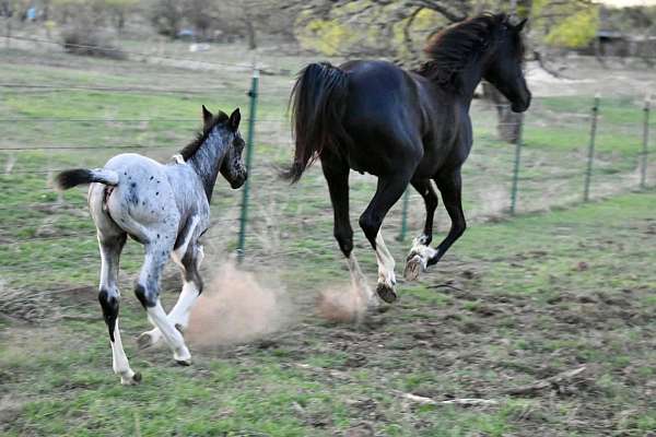endurance-horse-walkaloosa