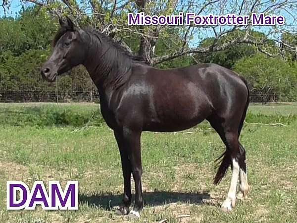 cattle-walkaloosa-horse