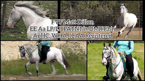 tennessee-walking-walkaloosa-horse