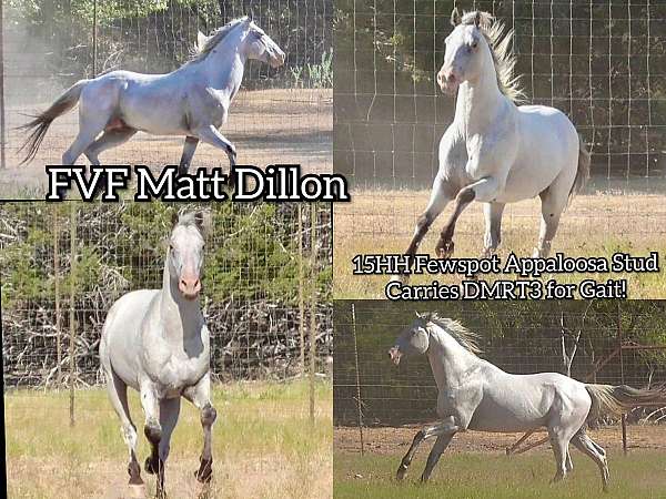 paso-fino-walkaloosa-horse