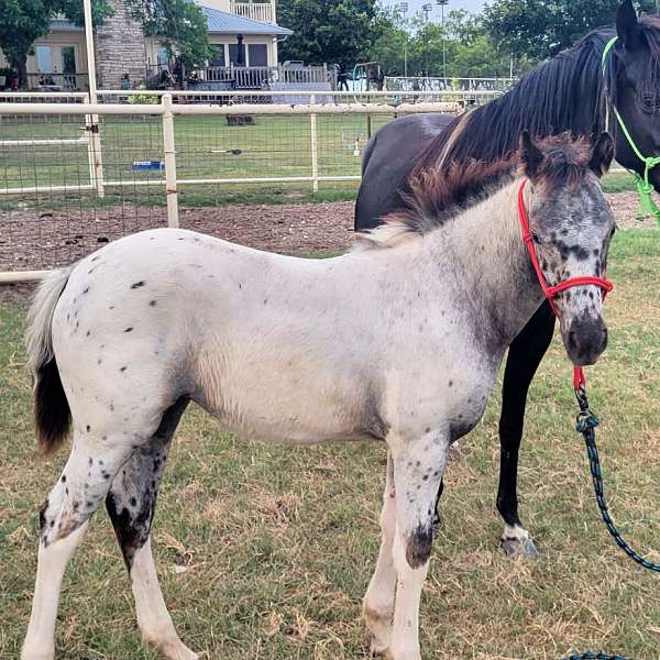 black-pinto-appaloosa-markings-horse