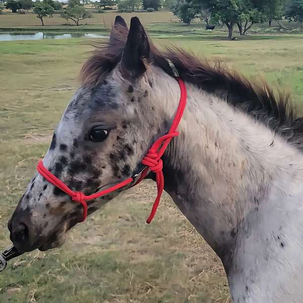 pintaloosa-walkaloosa-horse