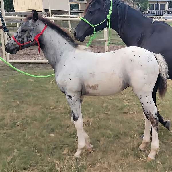 shuffling-appaloosa-walkaloosa-horse