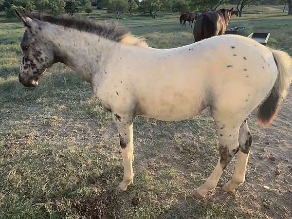 leopard-appaloosa-walkaloosa-horse
