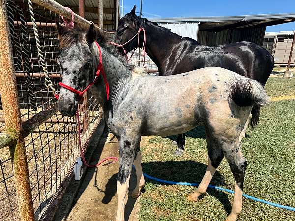 varnish-roan-walkaloosa-horse