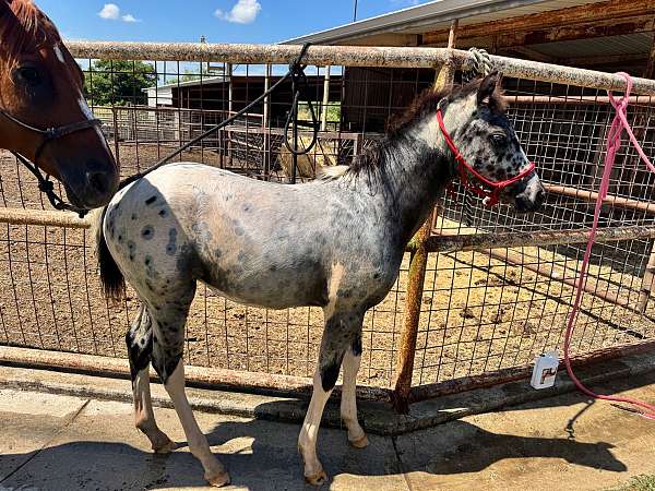 missouri-foxtrotter-walkaloosa-horse