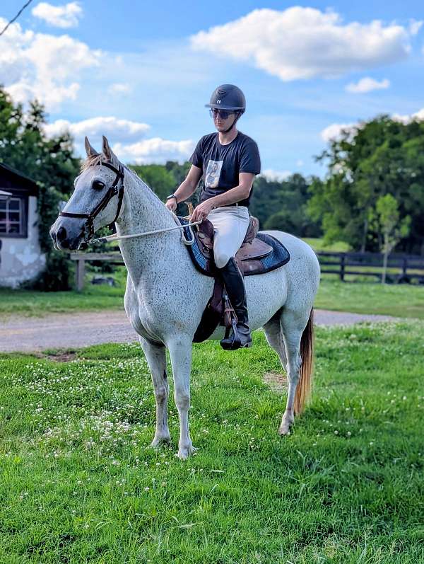 hunters-tennessee-walking-horse
