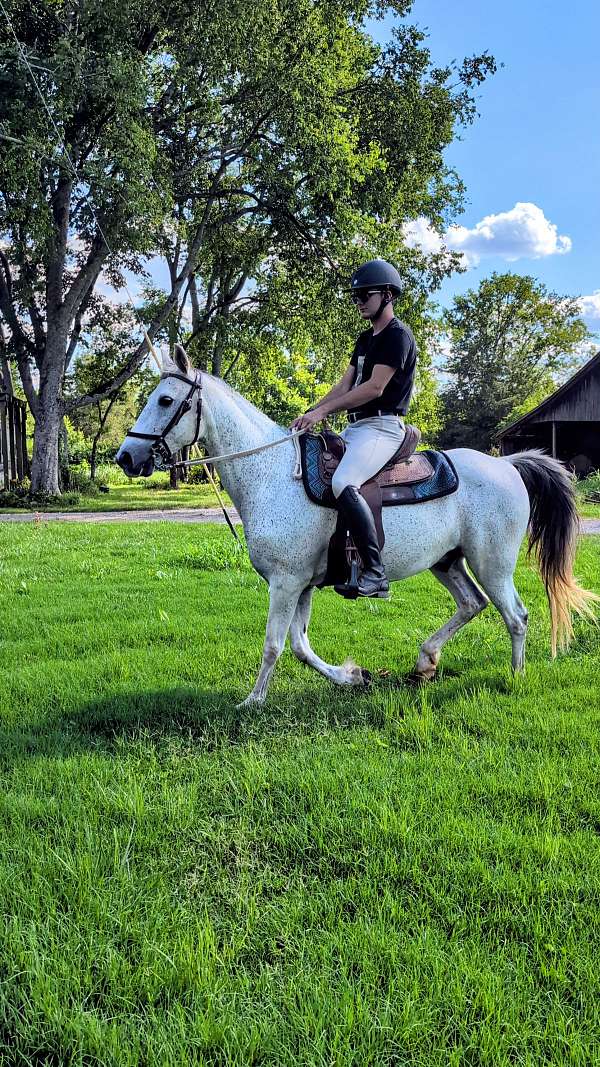 all-around-tennessee-walking-horse