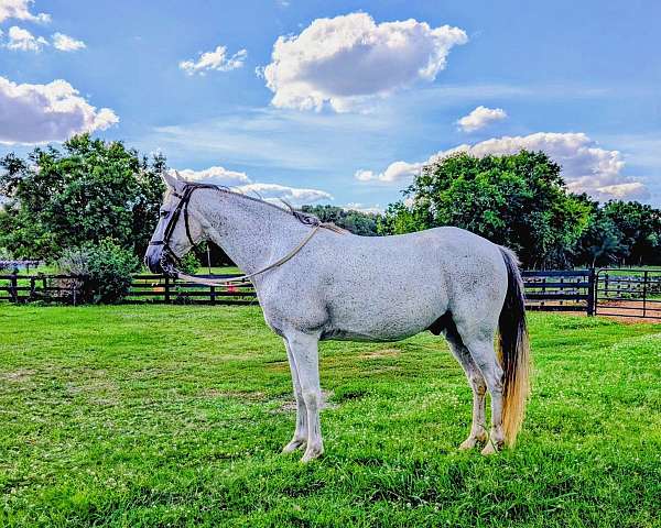 available-tennessee-walking-horse