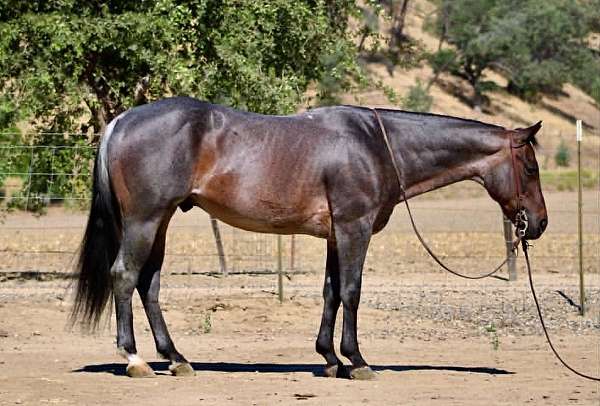 all-around-quarter-horse