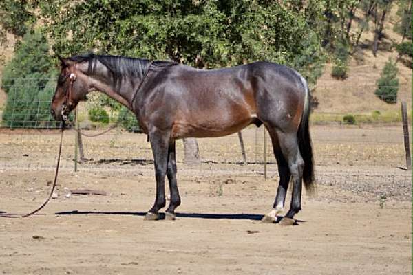 athletic-quarter-horse