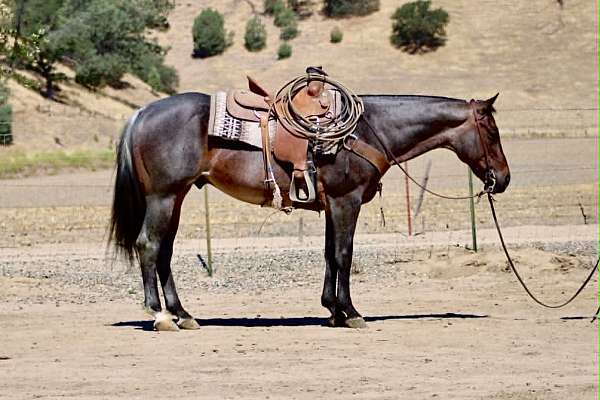 beginner-quarter-horse