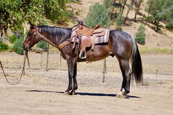 calf-roping-quarter-horse