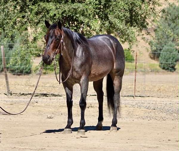endurance-quarter-horse