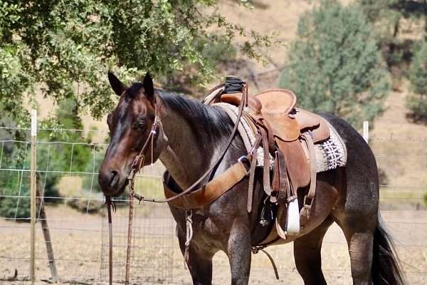 experienced-quarter-horse