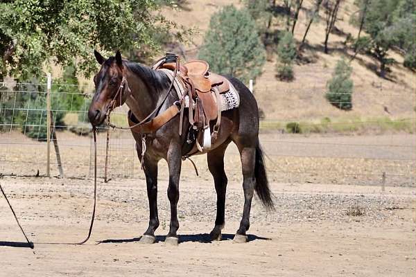 flashy-quarter-horse