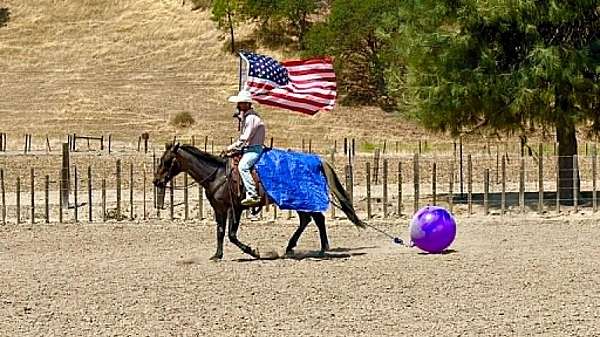 kid-safe-quarter-horse