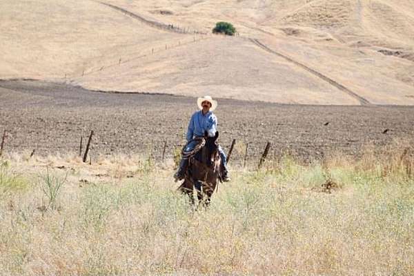 parade-quarter-horse