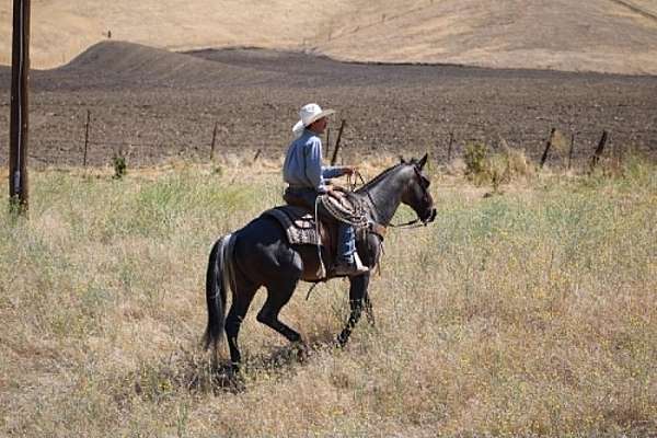 performance-quarter-horse