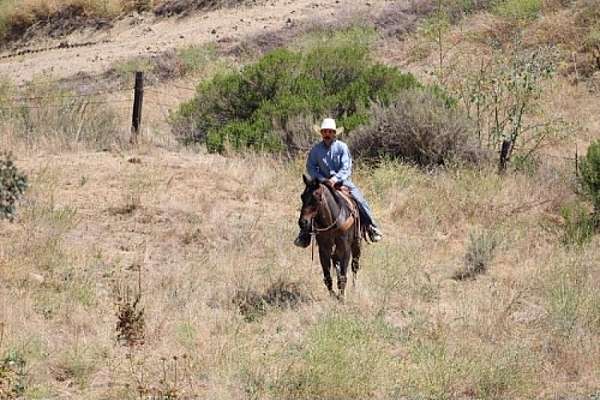 ranch-quarter-horse