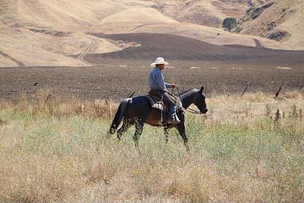 ranch-versatility-quarter-horse
