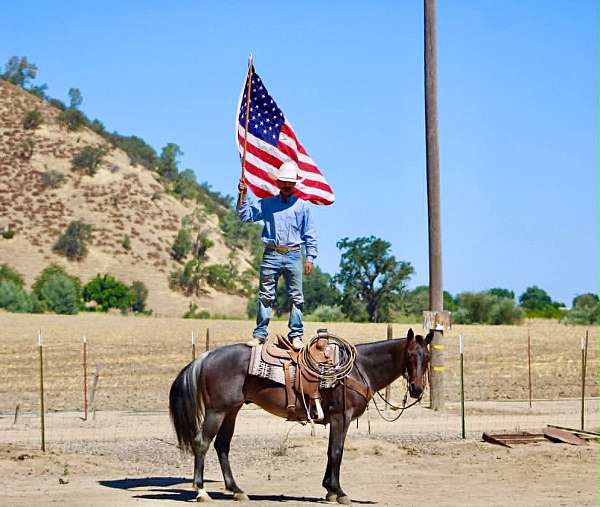 ranch-work-quarter-horse