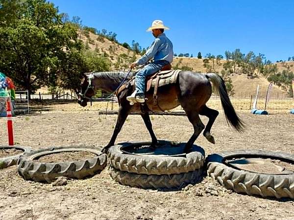 ridden-western-quarter-horse