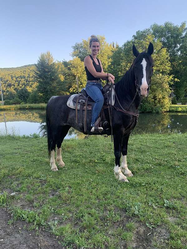 chrome-four-white-socks-horse
