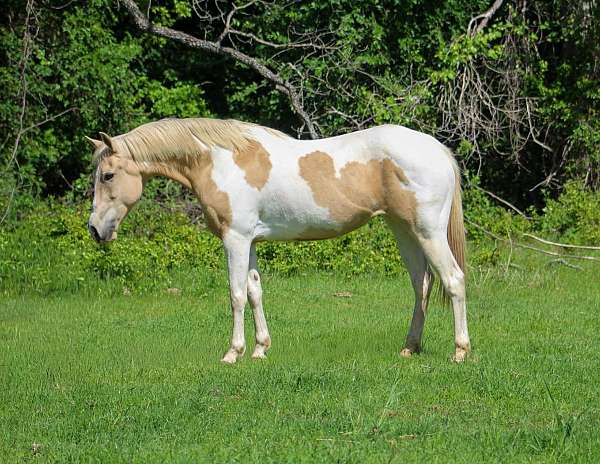 all-around-paint-horse