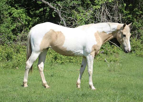 athletic-paint-horse