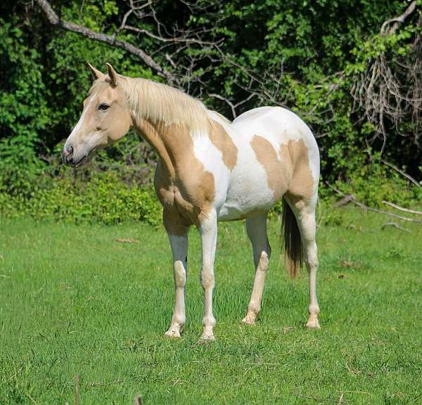 endurance-paint-horse