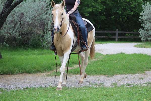 experienced-paint-horse