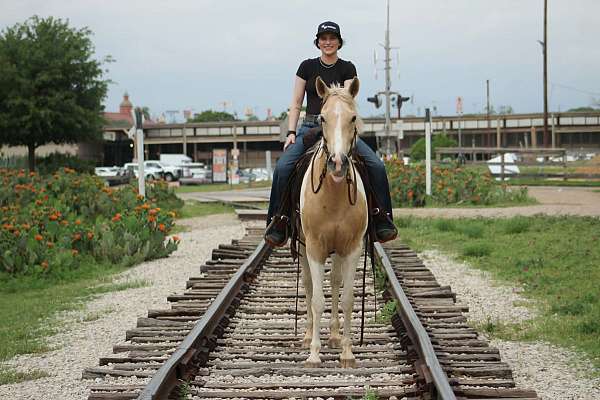 parade-paint-horse