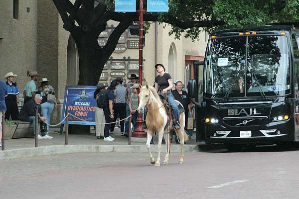ranch-versatility-paint-horse