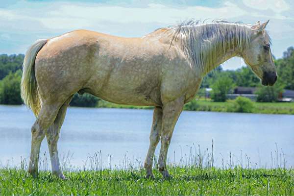 all-around-quarter-horse