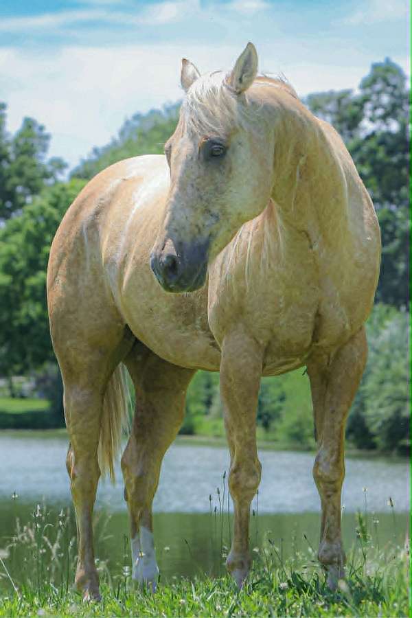 athletic-quarter-horse