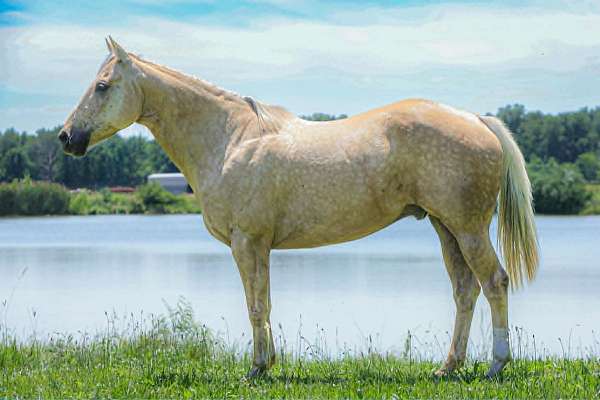 beginner-quarter-horse